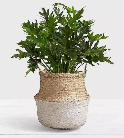 11 plantas perfectas para decorar tu hogar