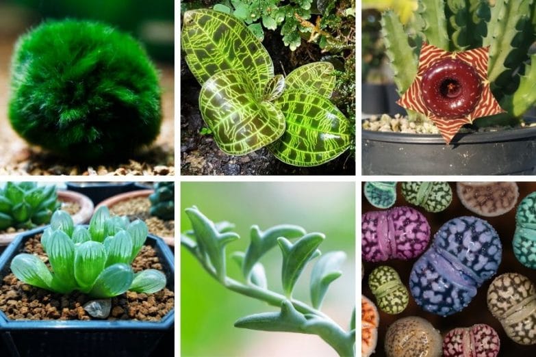 17 plantas de interior inusuales que no creerás que existen