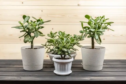 7 beneficios creíbles de la planta de jade científicamente probados