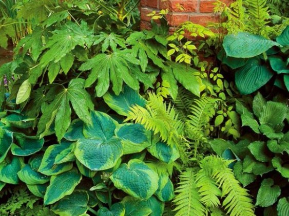 7 hermosas plantas que crecen a la sombra &#8211; Guía de jardín