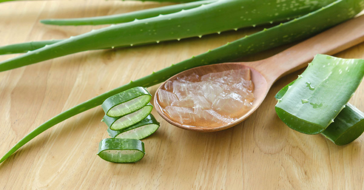 Aloe vera