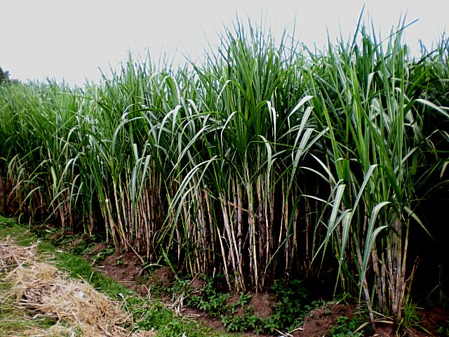 Caña de azúcar: Y otras plantas endulzantes