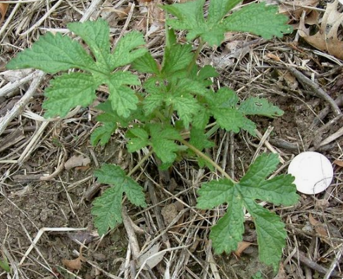 Como controlar las plantas invasoras en nuestro jardin