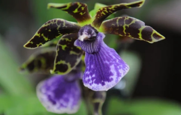 Como cuidar orquideas: Una guia completa