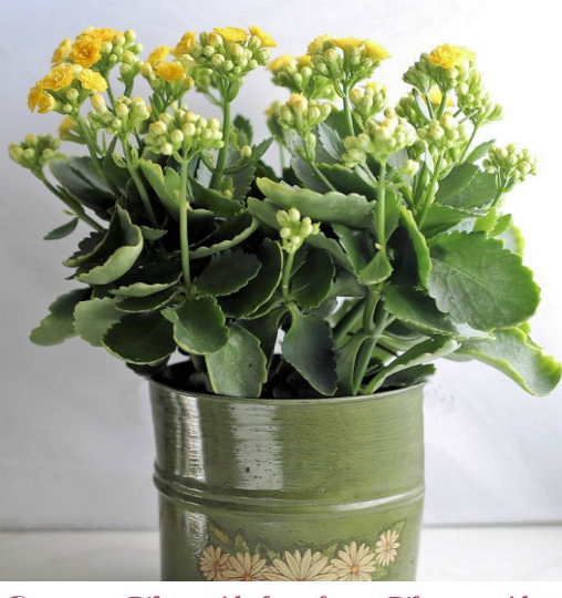 Cómo cuidar y reproducir una planta de Kalanchoe Blossfeldiana