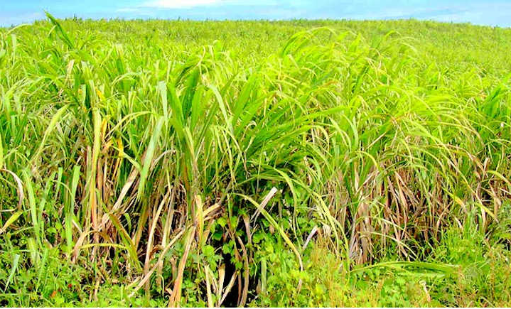 Cómo cultivar caña de azúcar