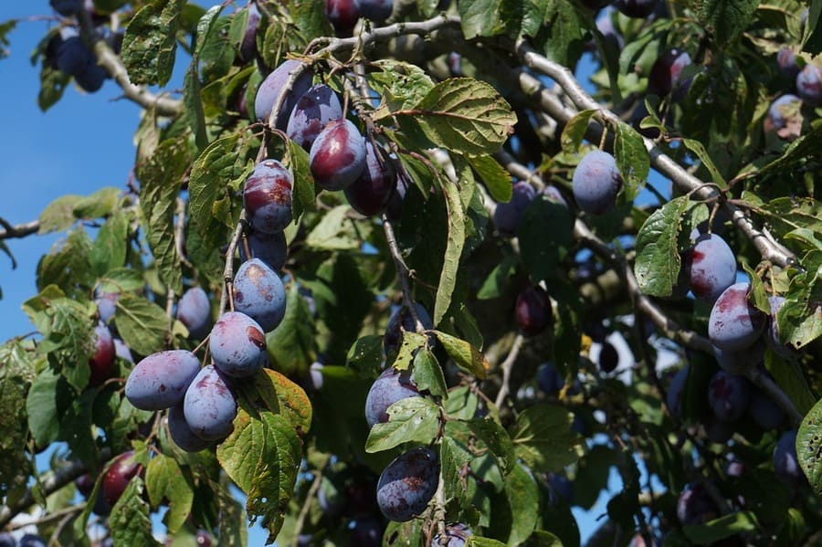 Cómo cultivar ciruelos: consejos prácticos para ciruelas perfectas