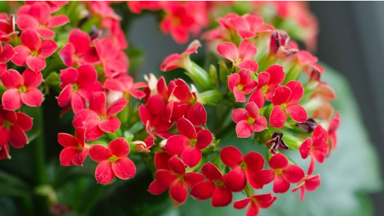 Como Cultivar Kalanchoe