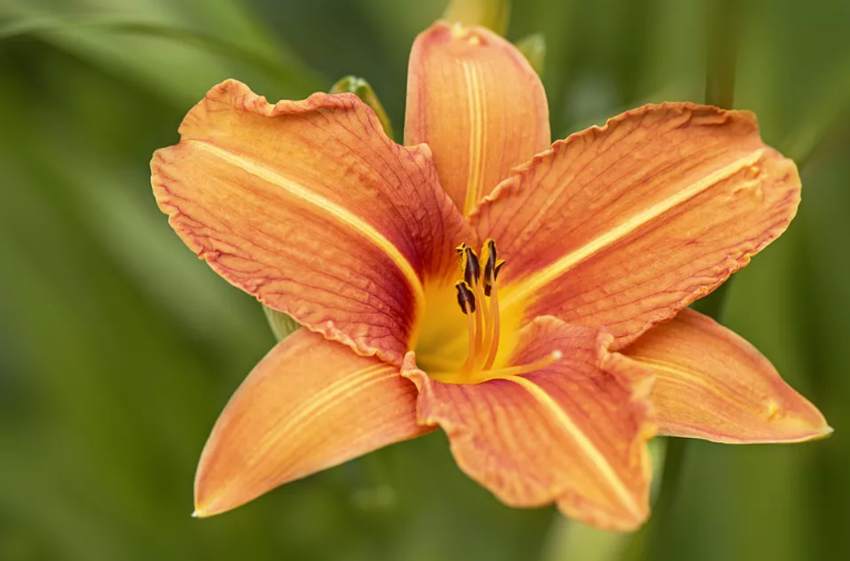 Cómo cultivar la azucena naranja