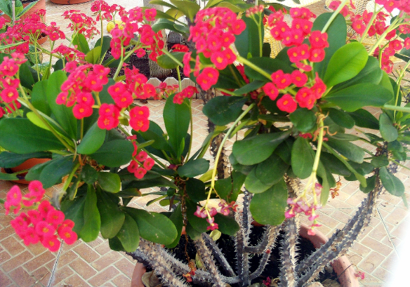 Como cultivar la planta corona de Cristo