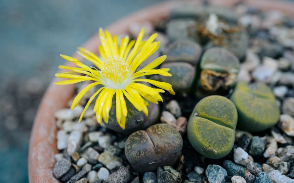 Cómo cultivar lithops