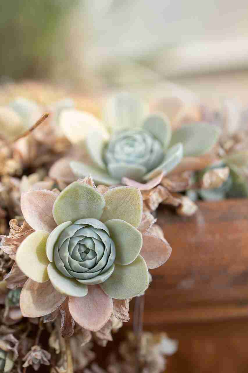 Cómo cultivar plantas suculenta a partir de semillas