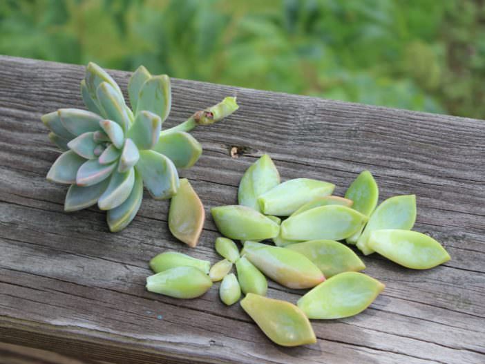 COMO CULTIVAR SUCULENTAS A PARTIR DE RECORTES