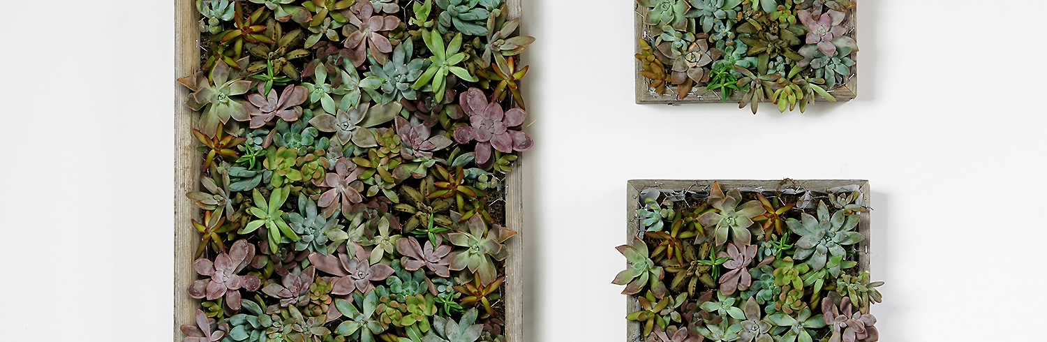 Cómo hacer un jardín de pared de plantas suculentas