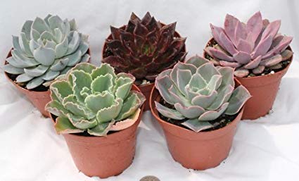 Cómo reproducir la planta suculenta Echeveria: Una guía completa !!!