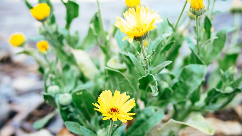 Cómo y por qué intercalar verduras y flores