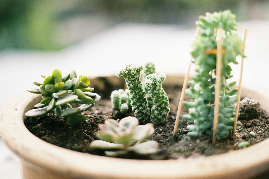 Cuánto sol necesitan las plantas suculentas y cactus