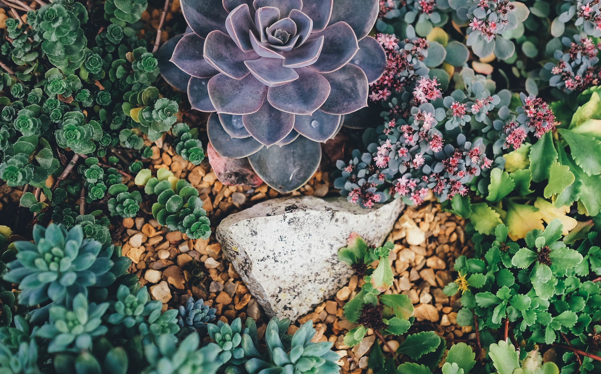 ¿Cuánto tardan en crecer las suculentas y cactus?