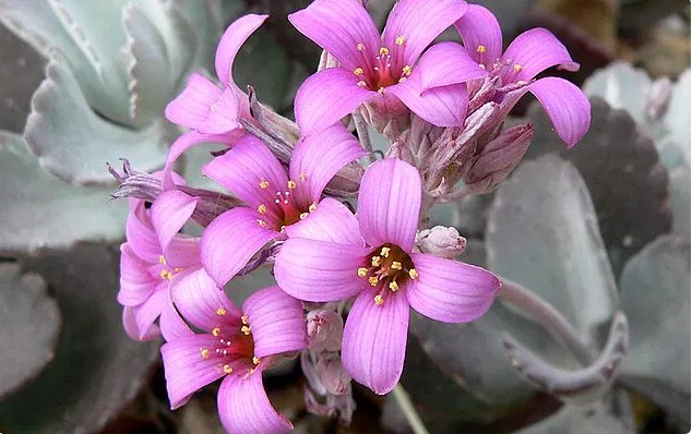 Cuidado de Kalanchoe pumila &#8216;Planta de polvo de flores&#8217;