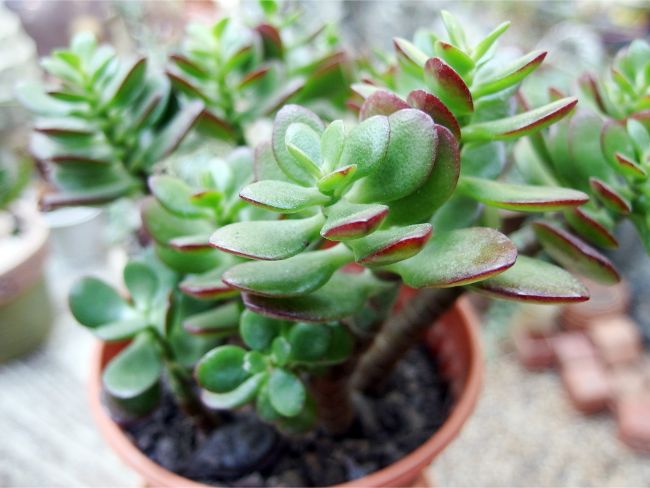 Cuidado de las plantas de jade:  Una guía completa !!