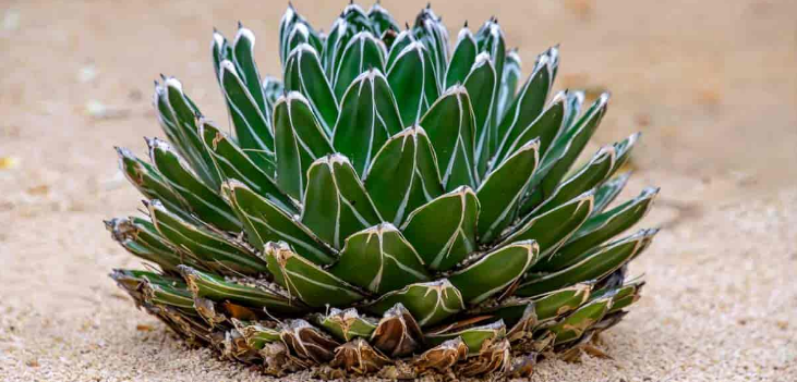 Cuidado del Agave Reina Victoria: Cultivo de Agave Victoriae-Reginae