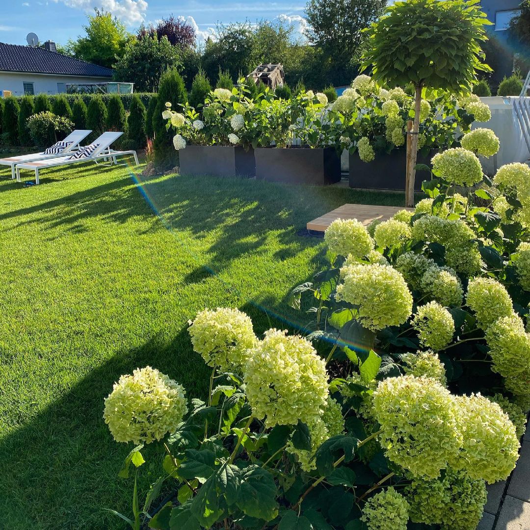 Cuidados de la Hortensia: Cómo plantar, cultivar y cuidar las hortensias