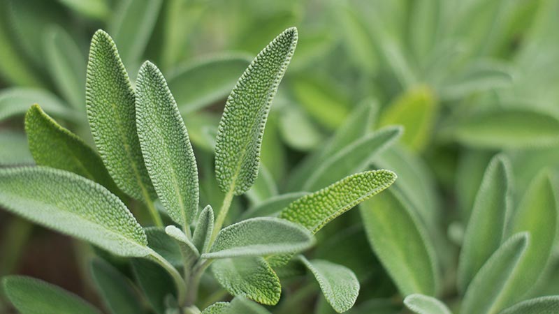 Cuidados de la planta de salvia: Su guía para plantar y cultivar una planta de salvia