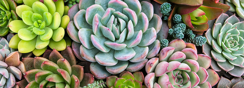 CUIDADOS DE LAS PLANTAS SUCULENTAS