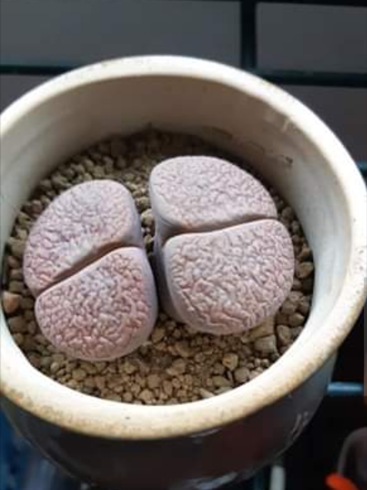 Cuidados de la planta suculenta lithops :Una guia sencilla para cuidar tus plantas