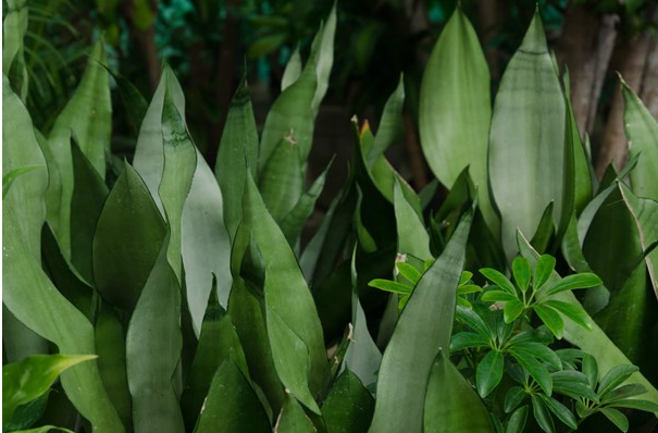 Cuidados y reproducción de la planta lengua de suegra