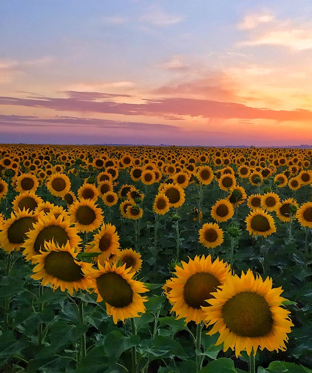 Cultivo de Girasoles: Plantar y cosechar girasoles