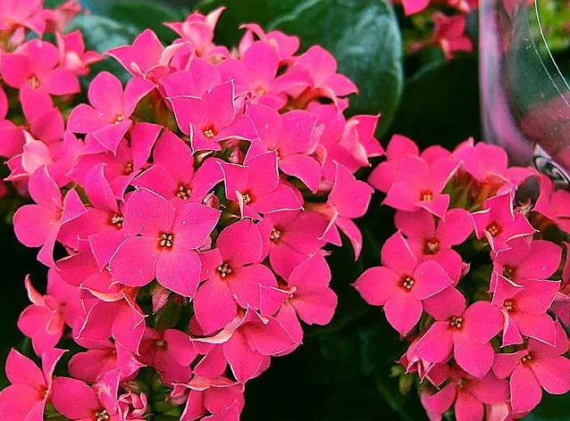 ¿De qué colores son las suculentas Kalanchoe?