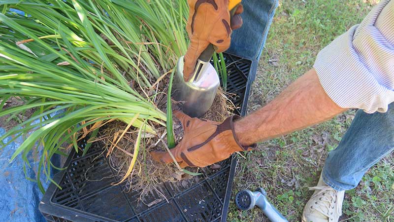 División de plantas perennes: por qué, cuándo y cómo dividir las plantas perennes