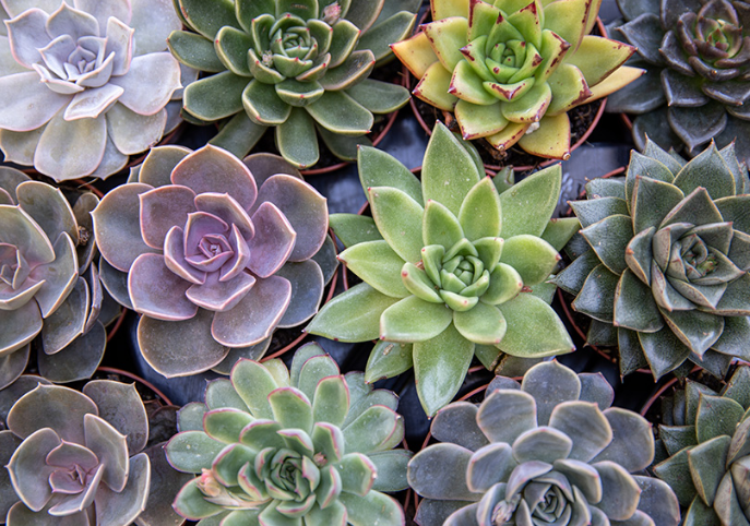 Echeveria elegans: cómo cultivar y cuidar las bolas de nieve mexicanas