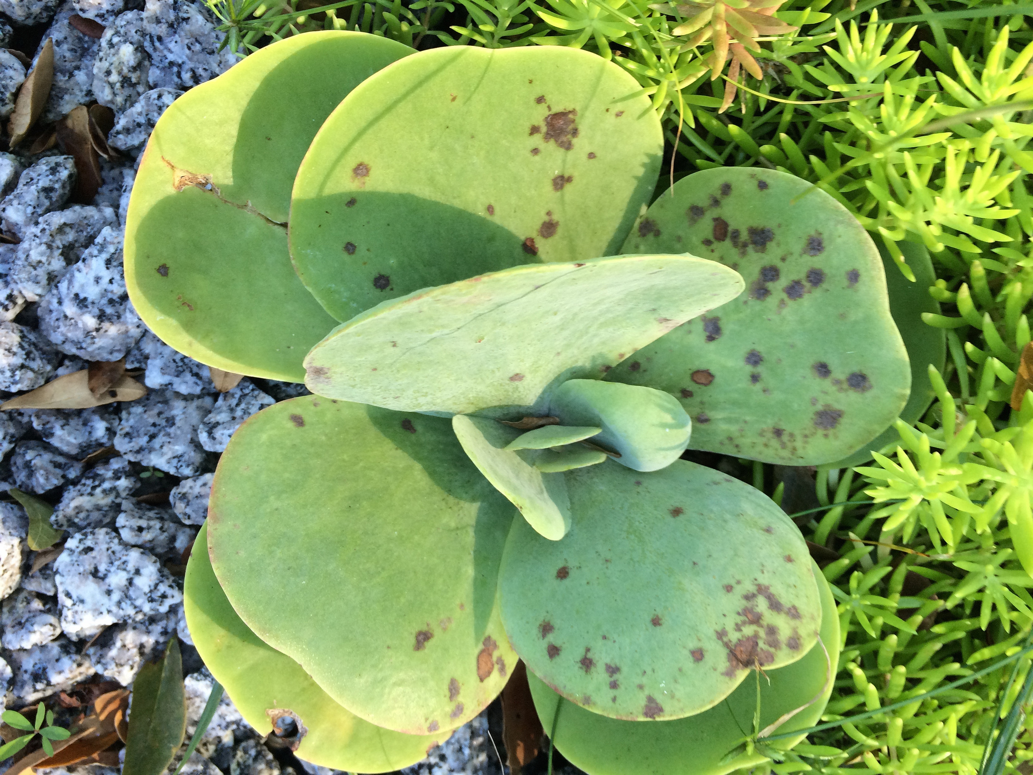 Enfermedades de suculentas y cactus