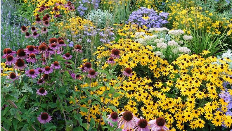 Flores perennes que florecen todo el verano