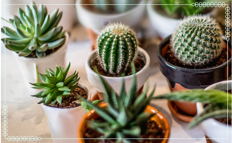 Guía de cuidado de suculentas + Consejos para plantas felices