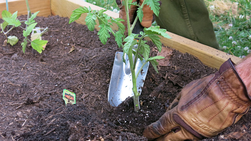 Guía de trasplante: cuándo y cómo trasplantar flores y verduras