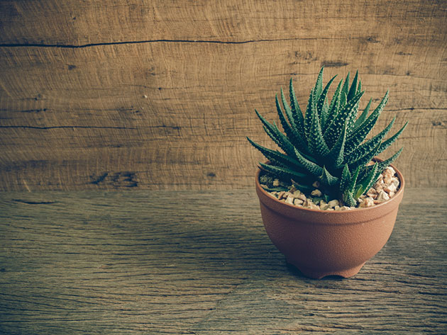 Haworthia: suculentas ideales para espacios pequeños