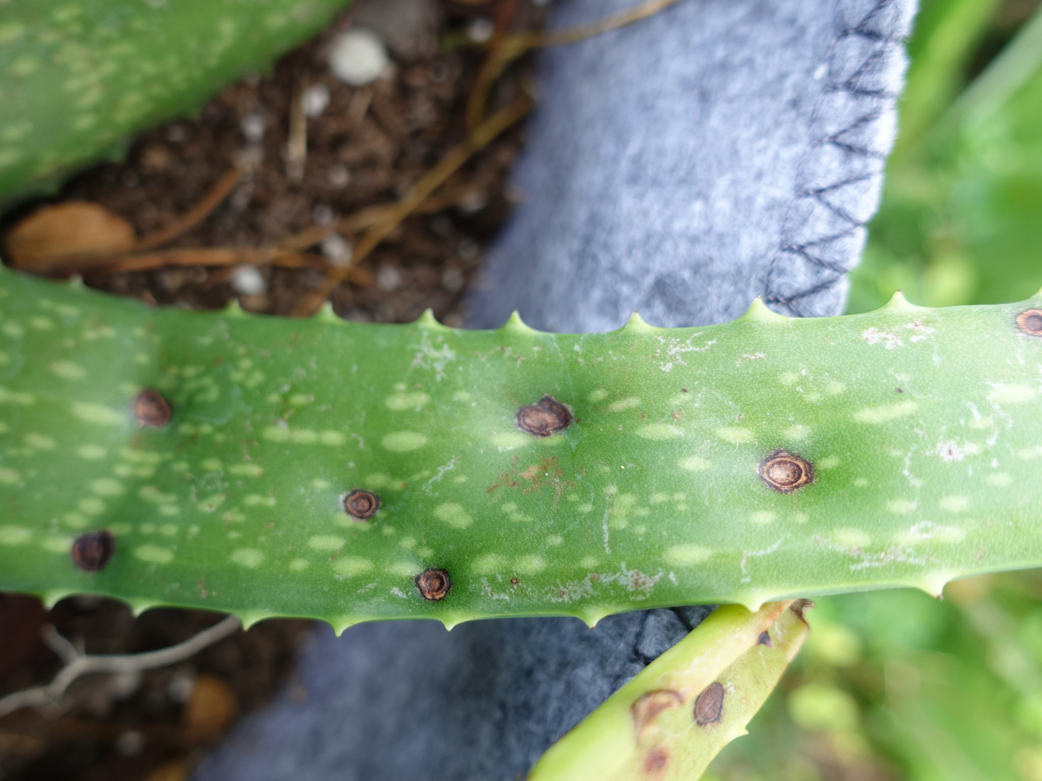 Hongos en suculentas y cactus