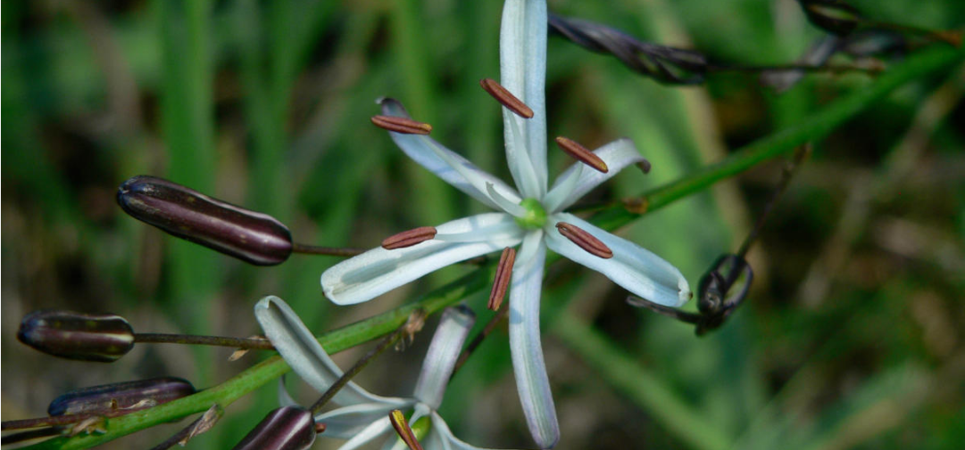 informacion sobre Chlorogalum- Planta de jabón