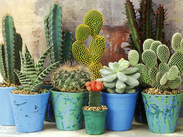 JARDINES CON SUCULENTAS Y CACTUS