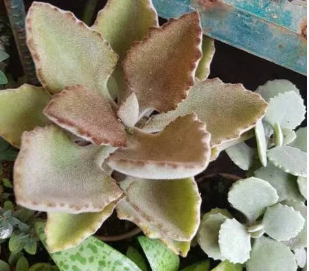 Kalanchoe beharensis: Cuidados y cultivo