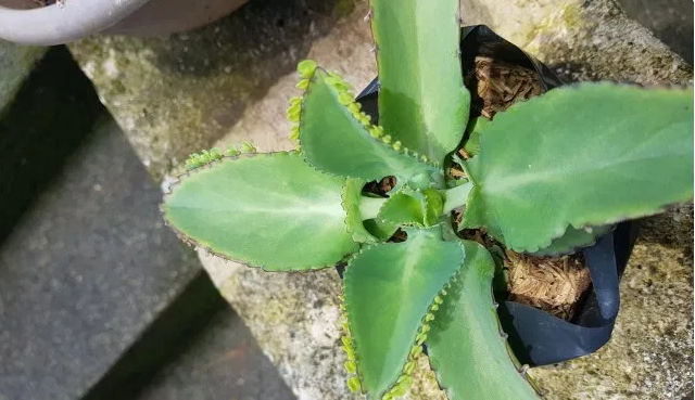 Kalanchoe daigremontiana: Una suculenta que se siembra por sí misma