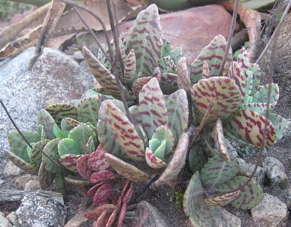 Kalanchoe humilis: Cuidados y propagación