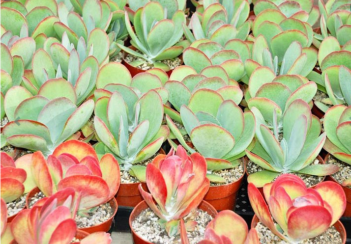 Guía de Kalanchoe Luciae: Cómo cultivar y cuidar "Flapjack" o "Planta de paleta"