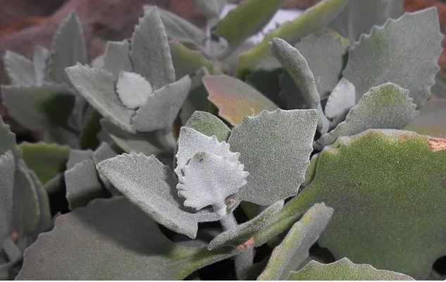 Kalanchoe millotii- (Millot Kalanchoe) Cuidado