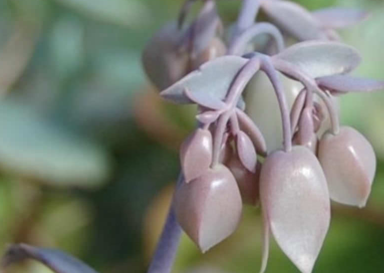 Kalanchoe Rosei: plantación, cultivo y cuidado