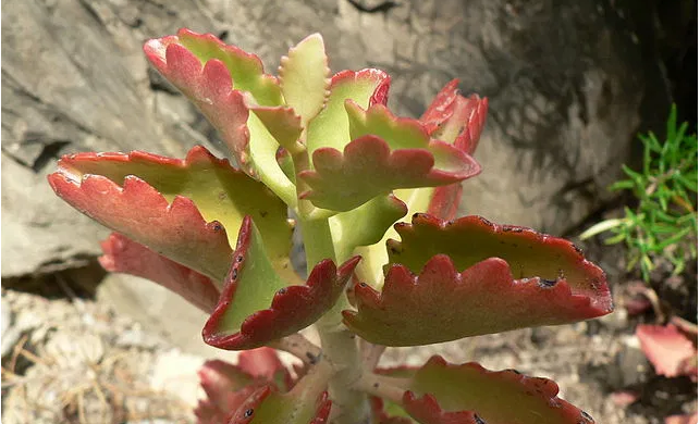 Kalanchoe sexangularis &#8211; Kalanchoe de seis puntas