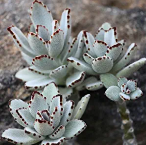 Guía de plantas de Kalanchoe Tomentosa: cómo cultivar y cuidar las "plantas de panda"